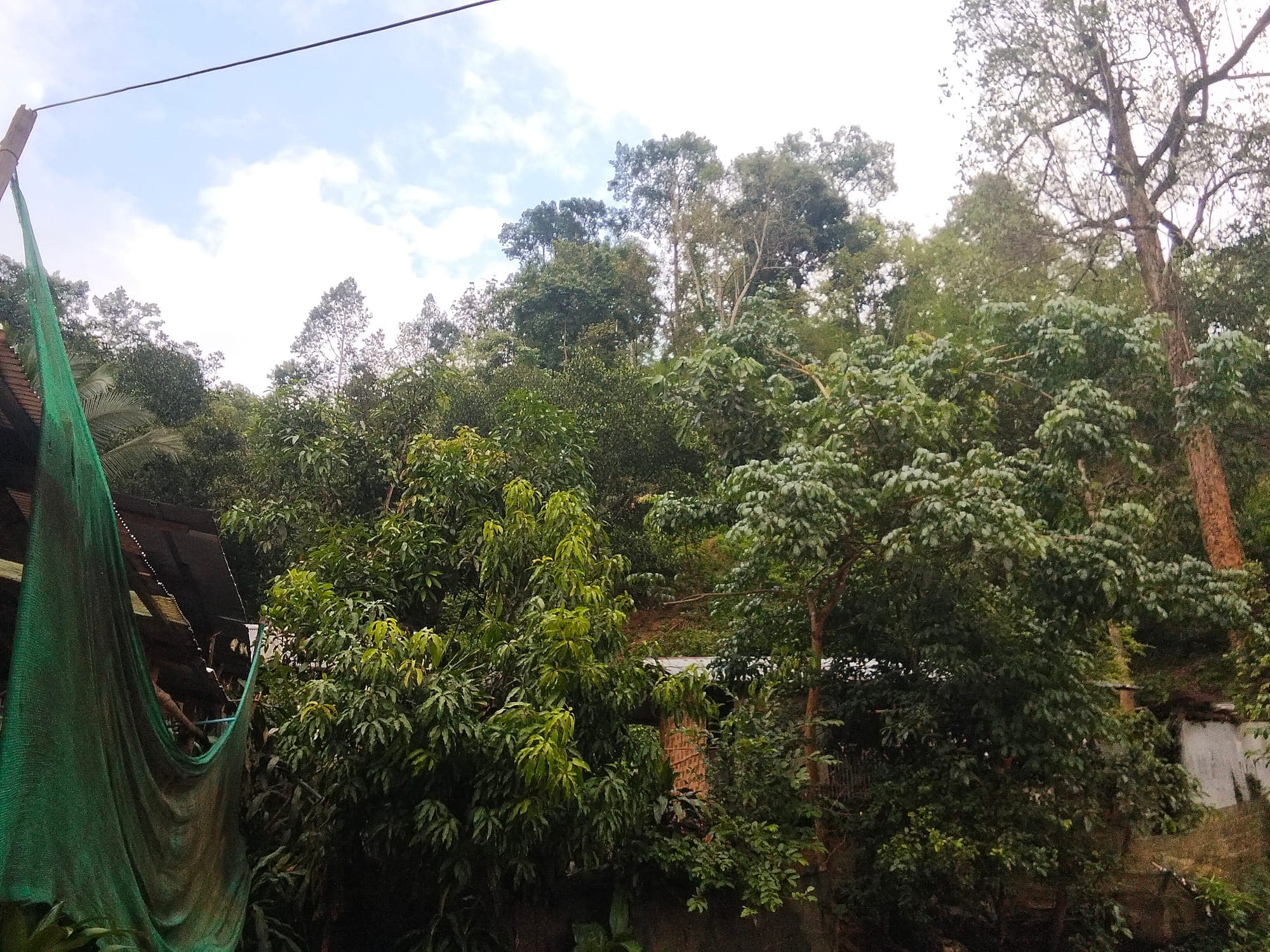 Thick green forest on the hills above the village under a bright sky.