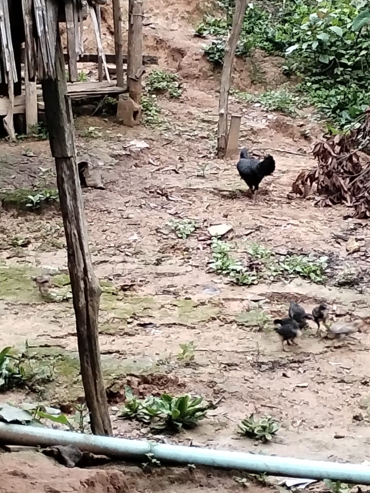 A hen and chicks foraging on a hillside path beside the bamboo homes.