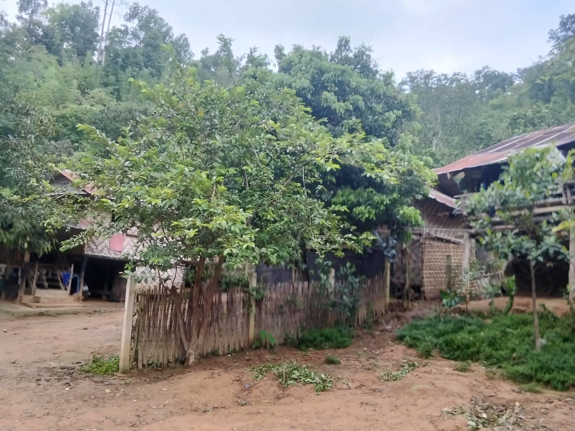 Bamboo and timber homes set among fruit trees.