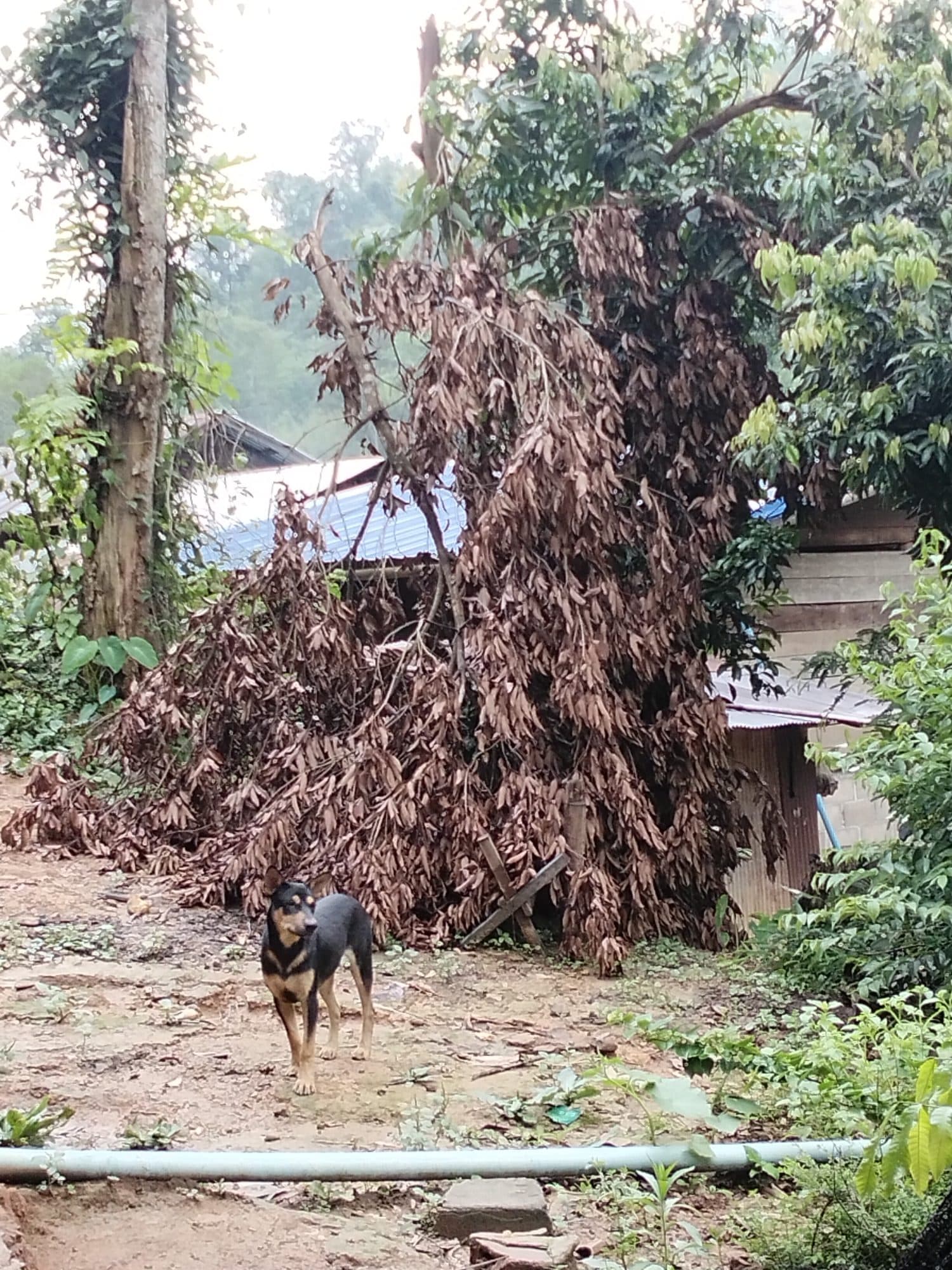 A fallen tree cut back beside the homes, with a village dog standing watch.